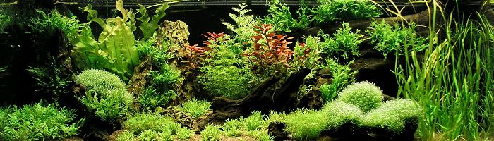 Minder dan vernieuwen Uitgaan van Aqua-Hobby : Waterplanten voor aquaria.